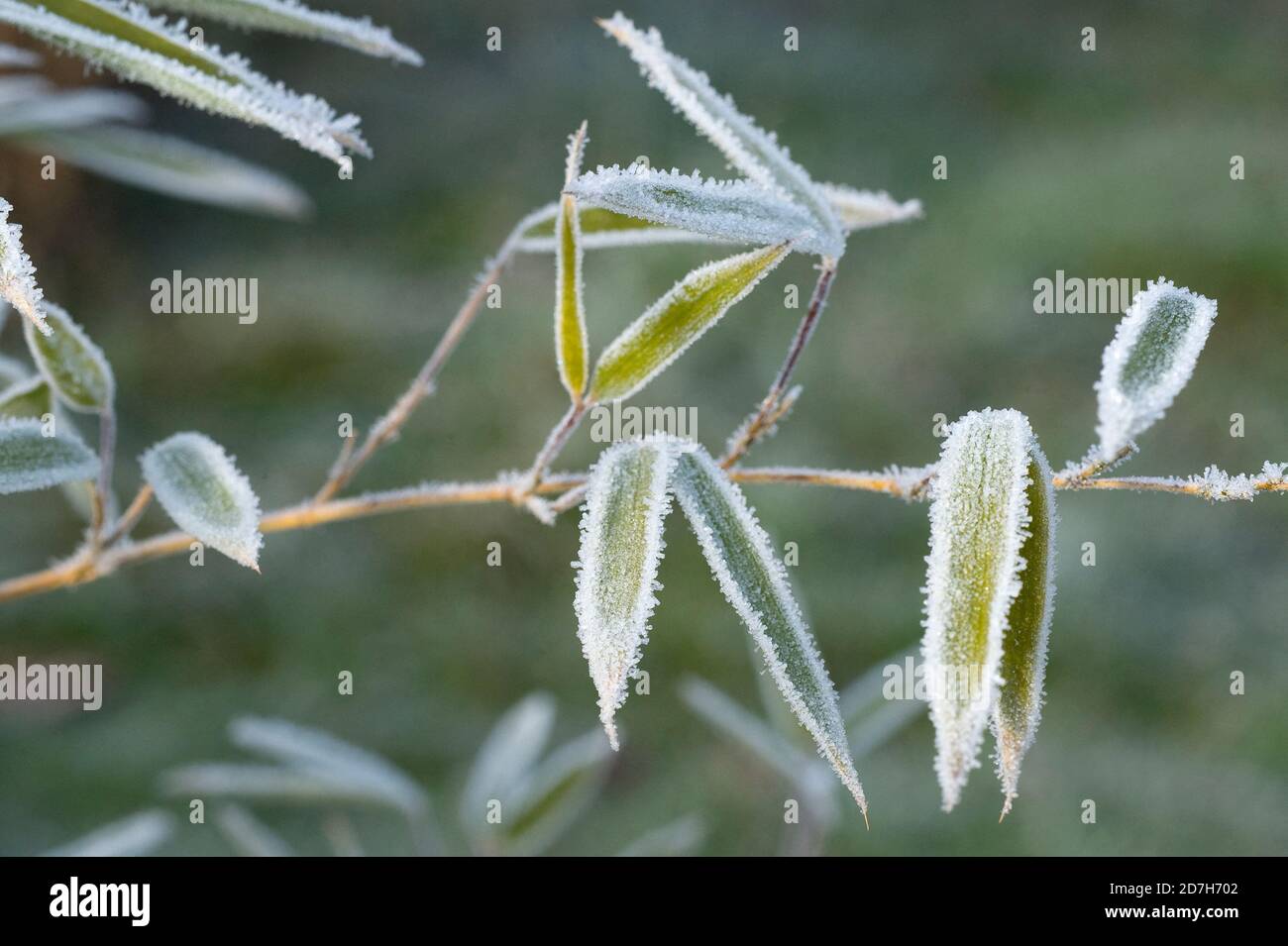 Frost on bamboo leaves in winter Stock Photo Alamy