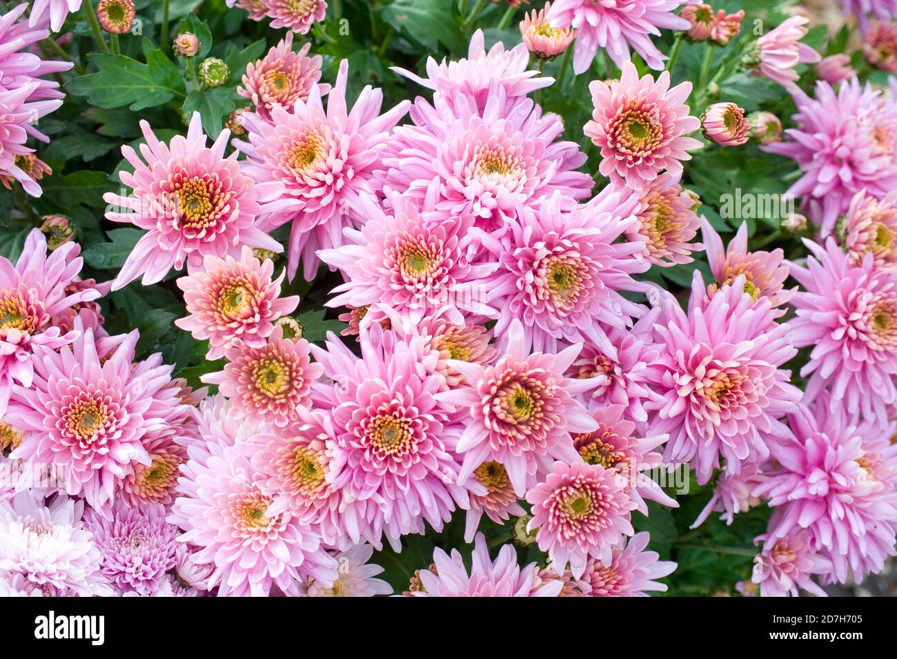 Florist's daisy (Chrysanthemum x grandiflorum) 'Rumba Pink flowers in