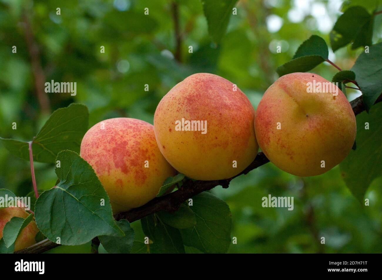 Apricot 'Rouge du Roussillon' (Prunus armeniaca) fruit on the tree in summer Stock Photo