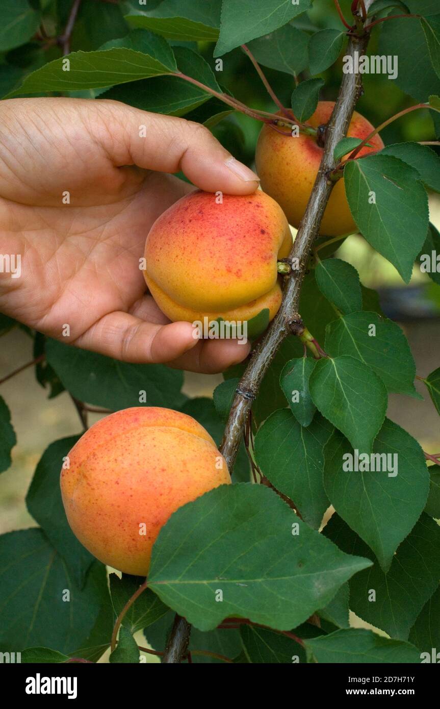 Apricot 'Bergeron' (Prunus armeniaca) harvest in summer Stock Photo