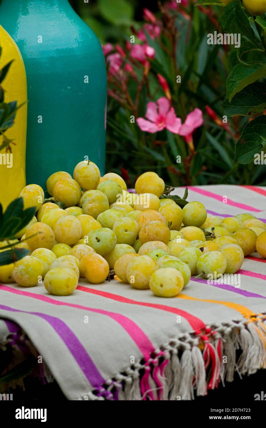 Plum (Prunus domestica) 'Mirabelle de Nancy' Stock Photo