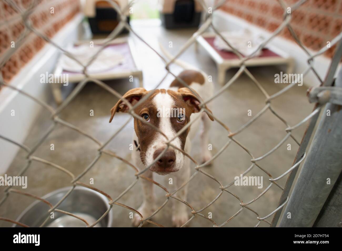 A Rescue Dog at an Animal Shelter is Looking Sad Through a Fence Stock Photo