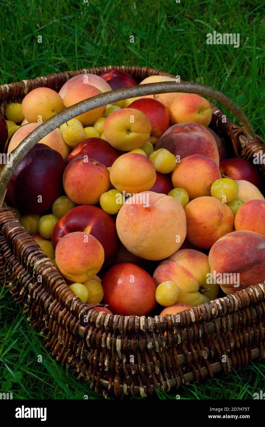 Apricot (Prunus armeniaca), Nectarine (Prunus persica), Peach (Prunus persica), Plum 'Mirabelle de Nancy' (Prunus domestica) in a basket Stock Photo