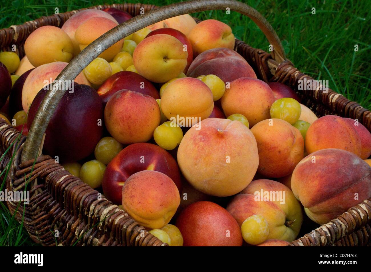 Apricot (Prunus armeniaca), Nectarine (Prunus persica), Peach (Prunus persica), Plum 'Mirabelle de Nancy' (Prunus domestica) in a basket Stock Photo