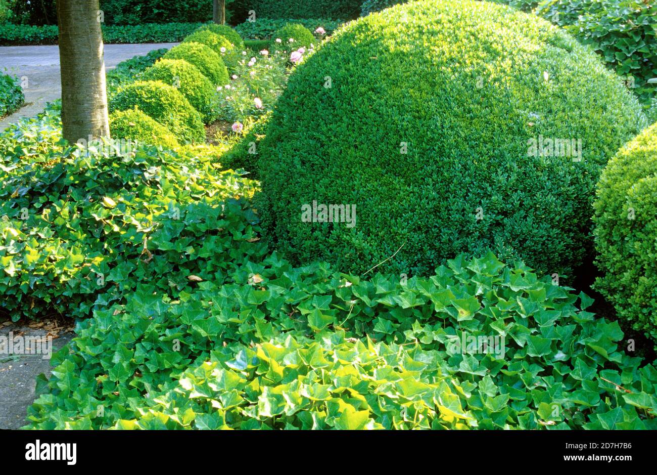 Boxwood (Buxus sp) cut into a ball and Ivy (Hedera helix) as a ground cover  in Spring Stock Photo - Alamy