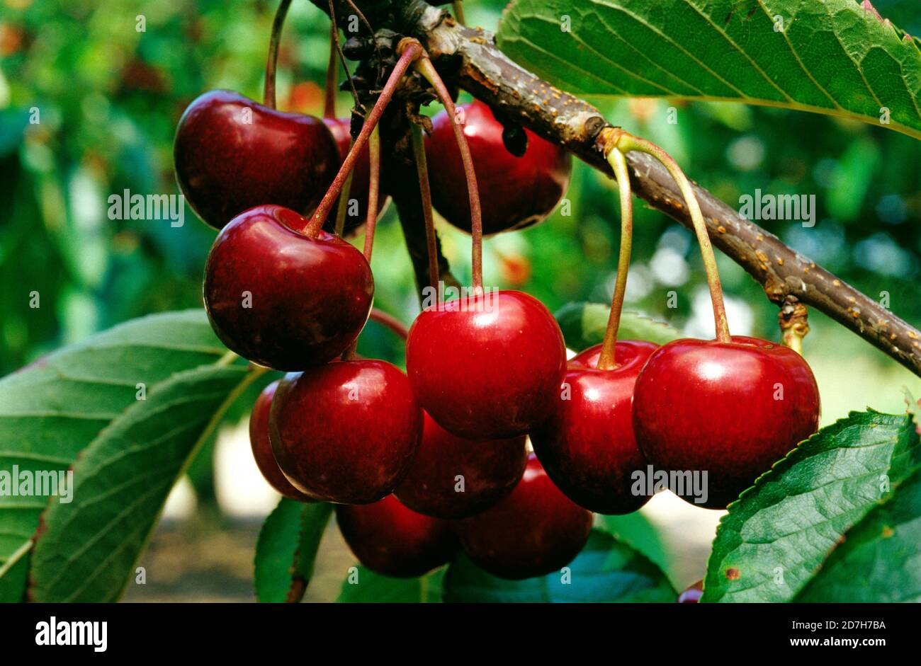 Cherry bigarreau 'Burlat' (Prunus avium) fruits Stock Photo