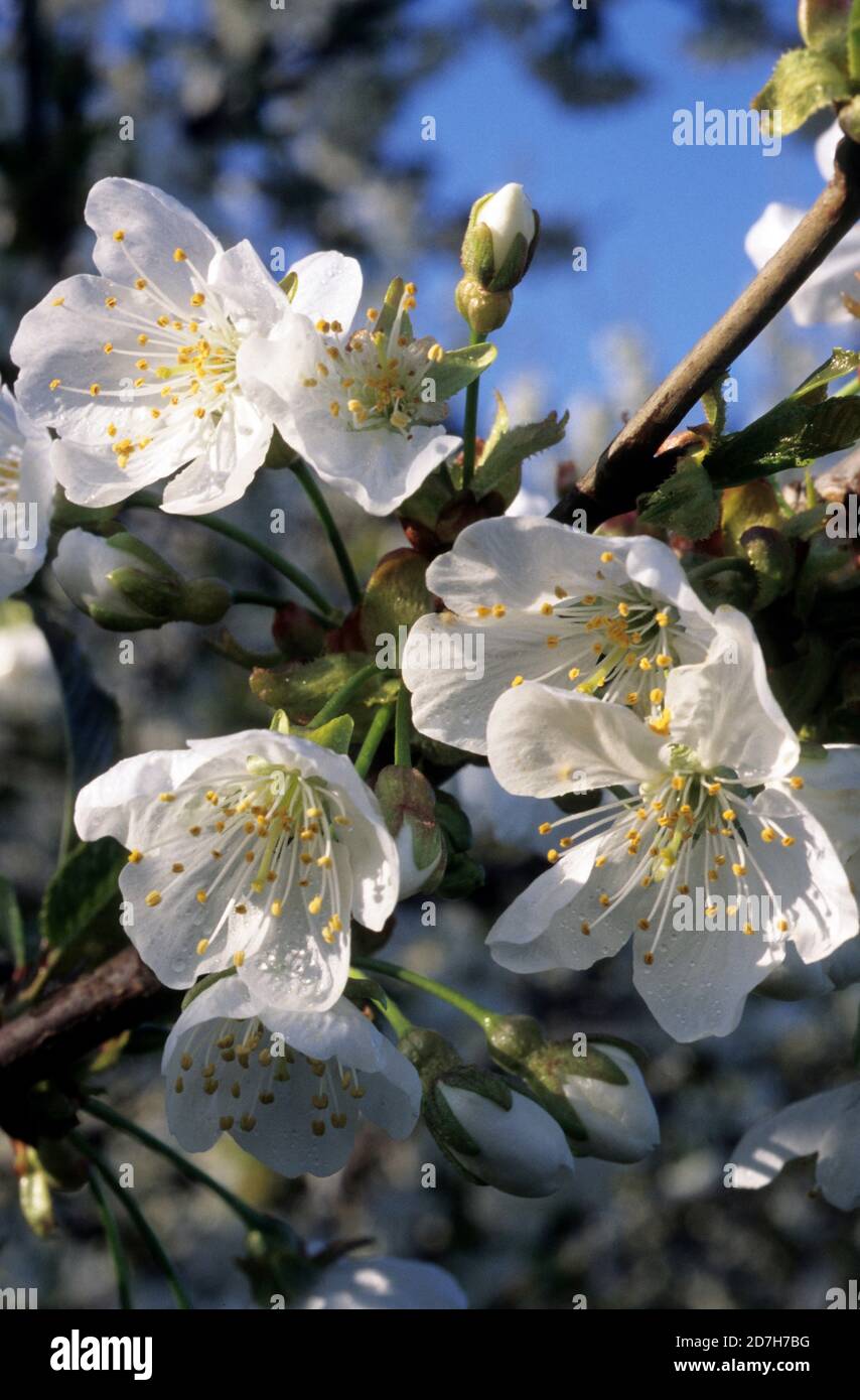 Cherry tree (Prunus cerasus) flowers Stock Photo
