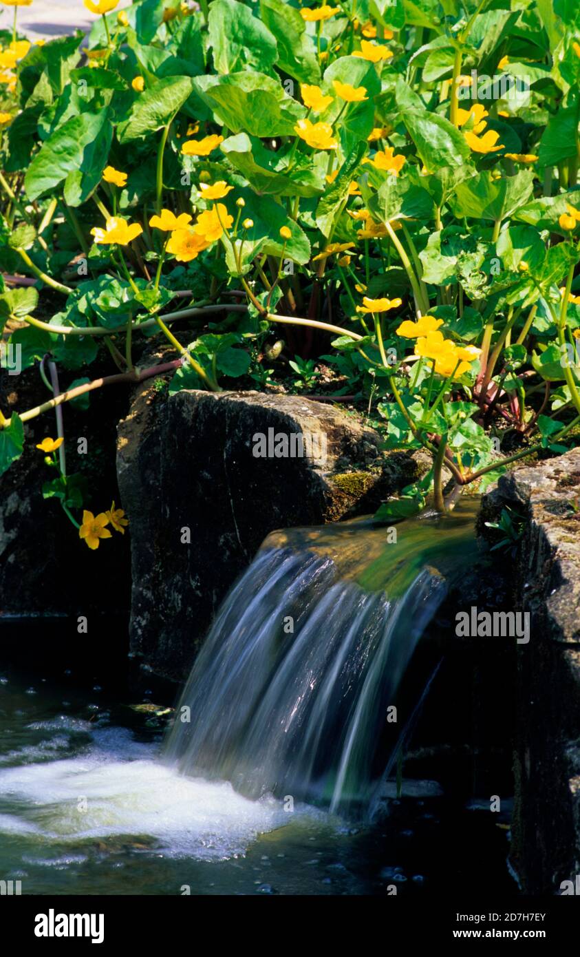h palustris high resolution stock photography and images alamy