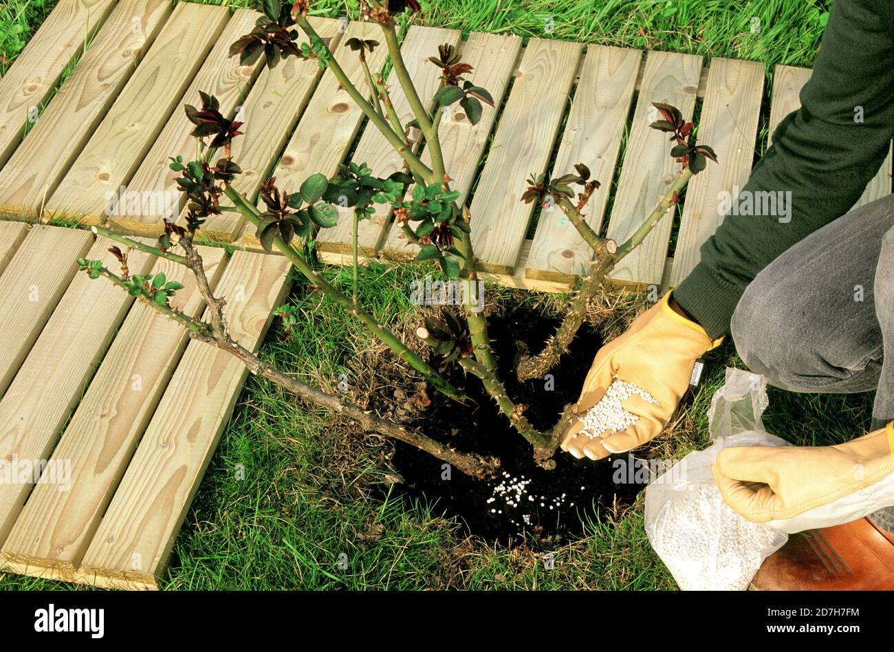 Fertilizer application at the foot of a rose bush Stock Photo Alamy