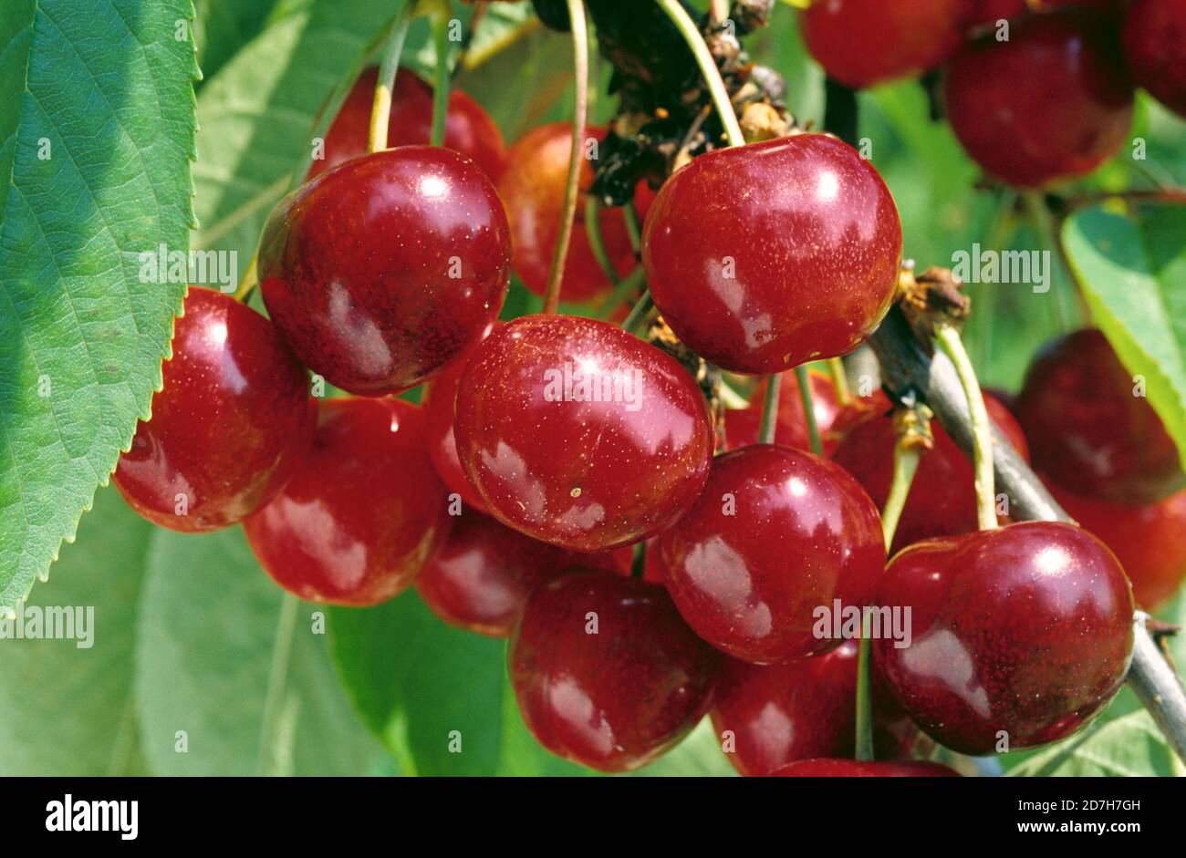 Cherry bigarreau 'Van' (Prunus avium) fruits Stock Photo