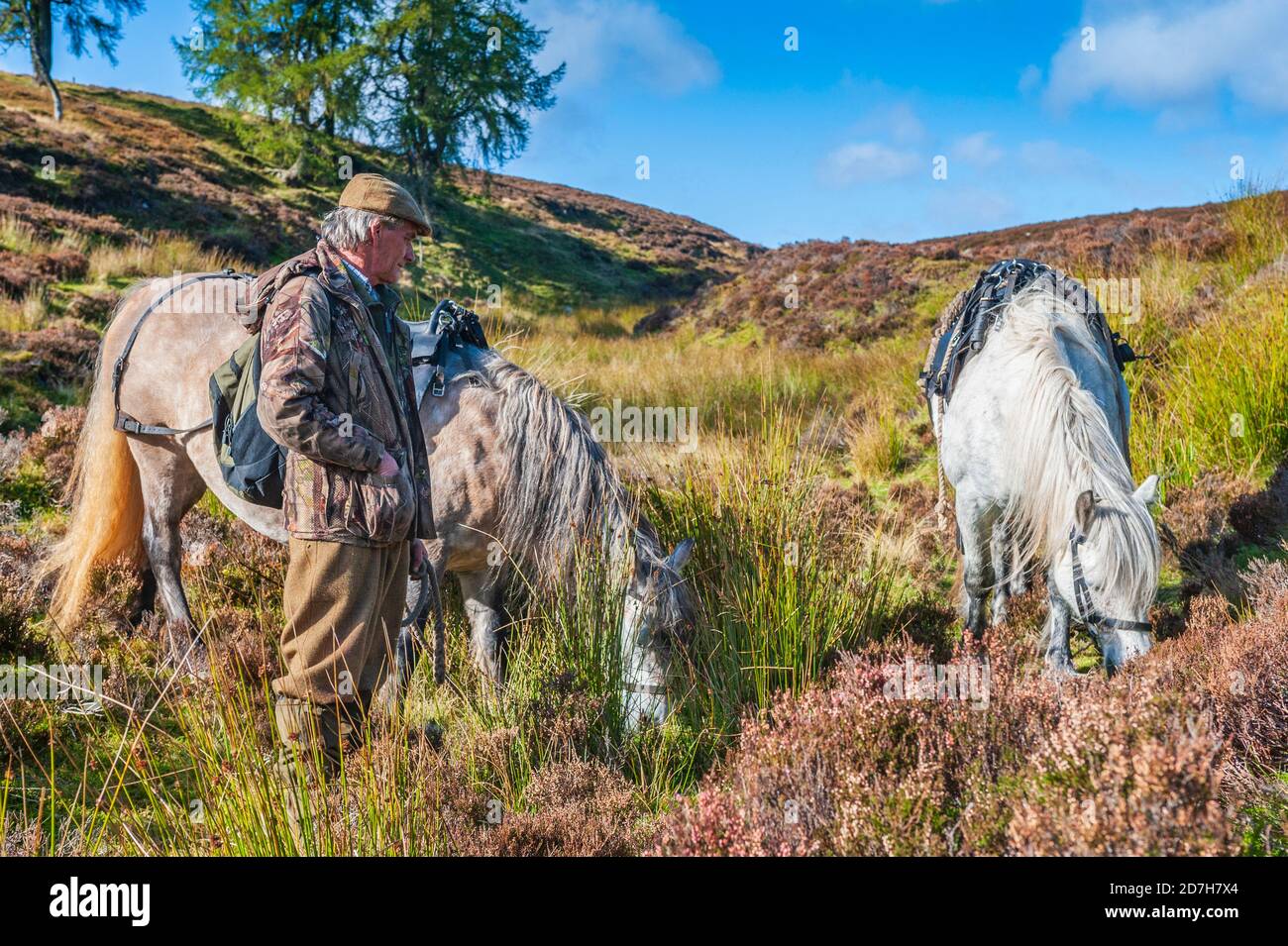 Angus, Scotland, UK – A ghillie with his working highland ponies waiting to collect the Red Stags that have been culled by the deerstalker Stock Photo