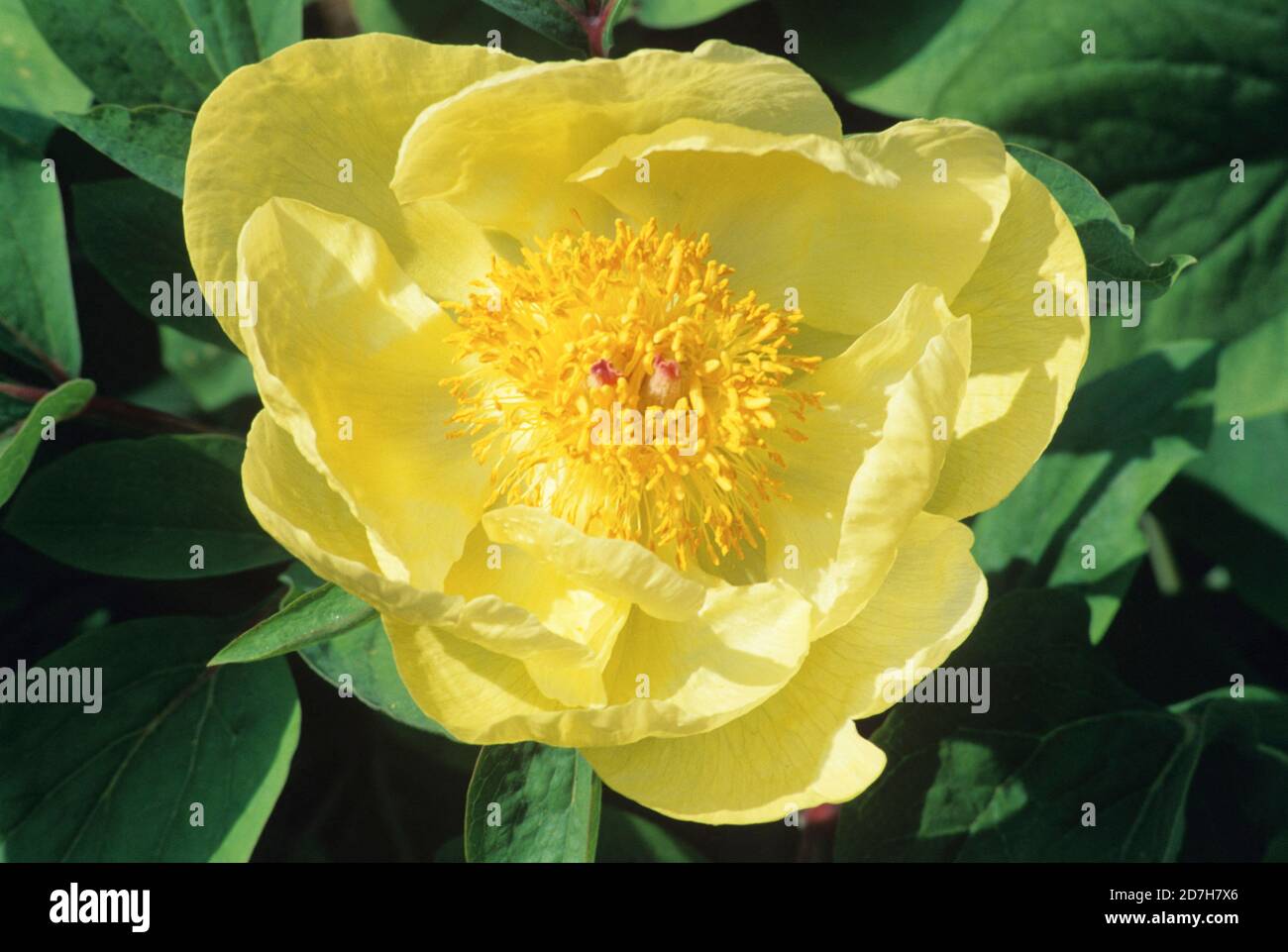 Molly the Witch (Paeonia mlokosewitschii) flower Stock Photo - Alamy