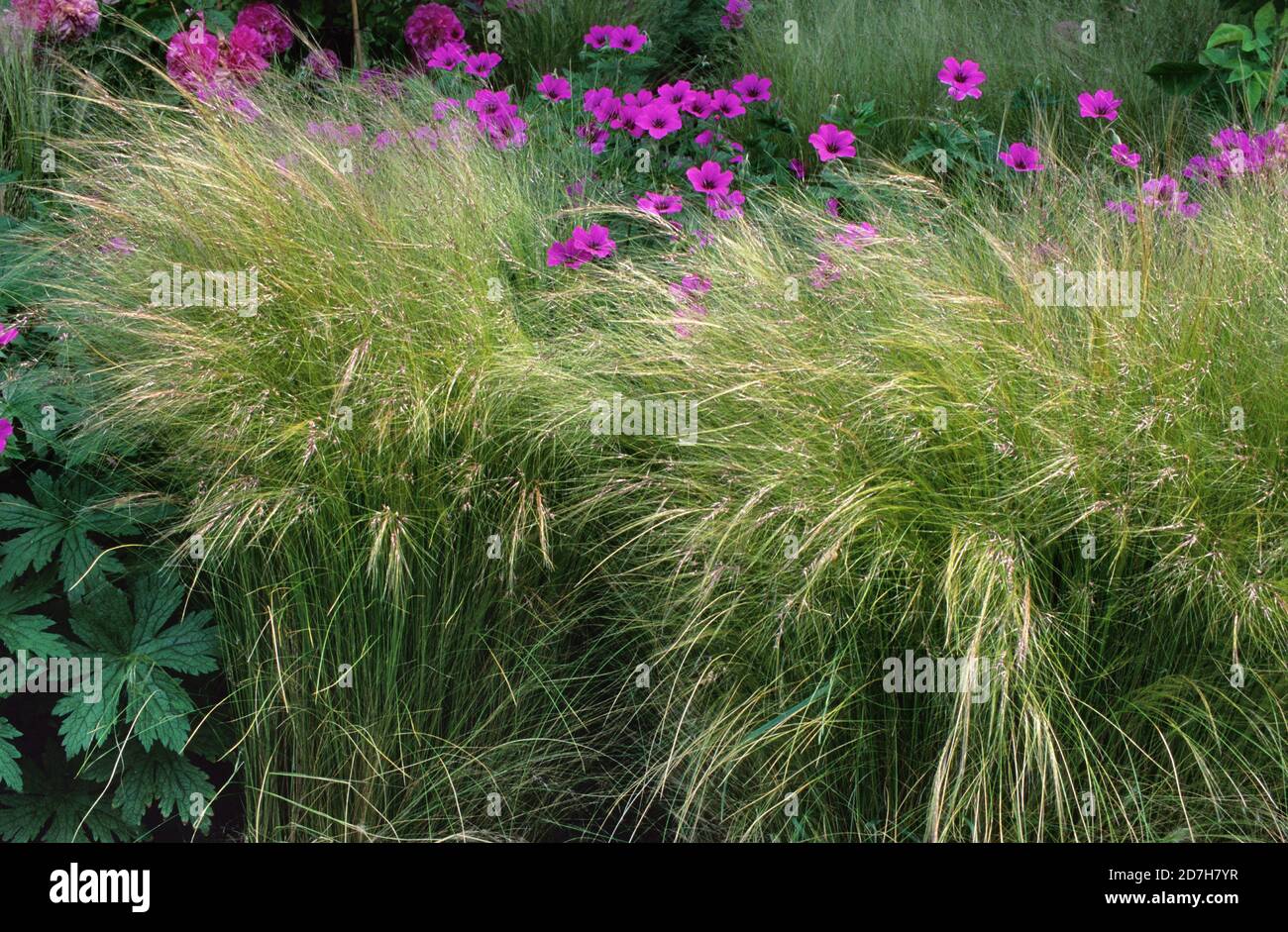 Feather grass (Stipa tenuissima Stock Photo - Alamy