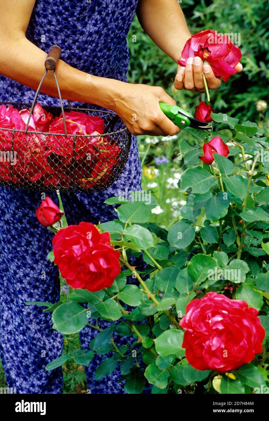 Cutting of faded roses Stock Photo - Alamy