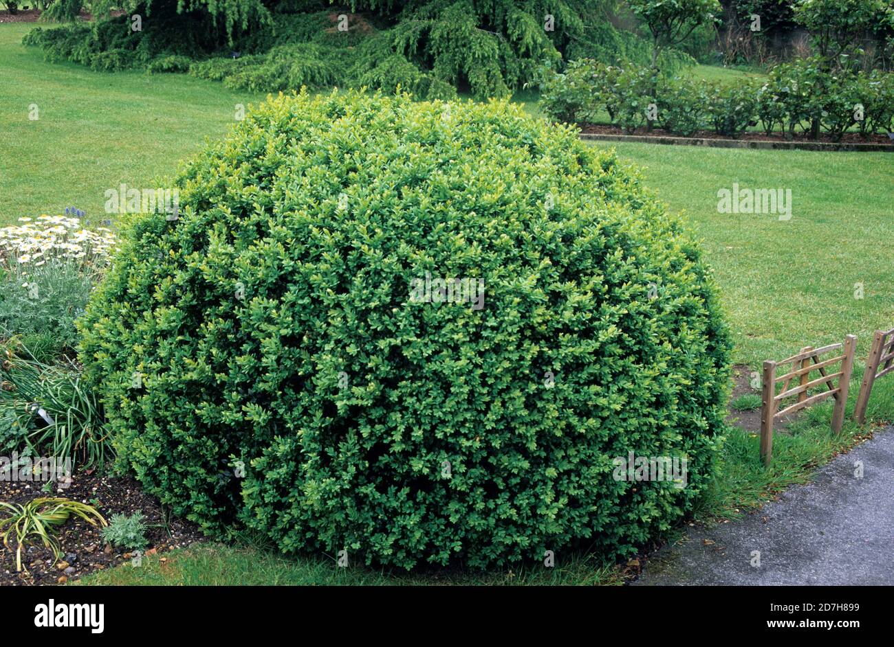 Common boxwood (Buxus sempervirens) pruned into a ball Stock Photo - Alamy