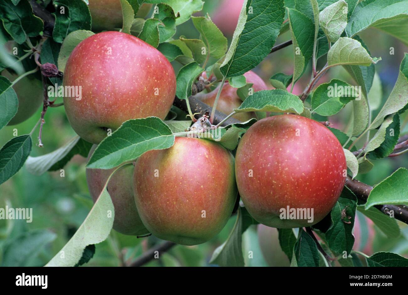 'Fuji' apple (Malus pumila) on tree Stock Photo Alamy