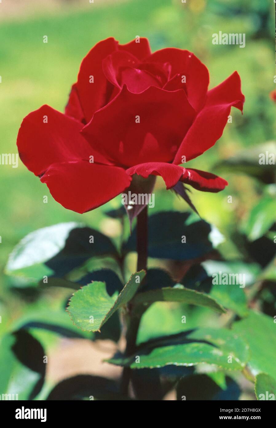 Rose (Rosa sp) 'Ingrid Bergman', flower Stock Photo Alamy
