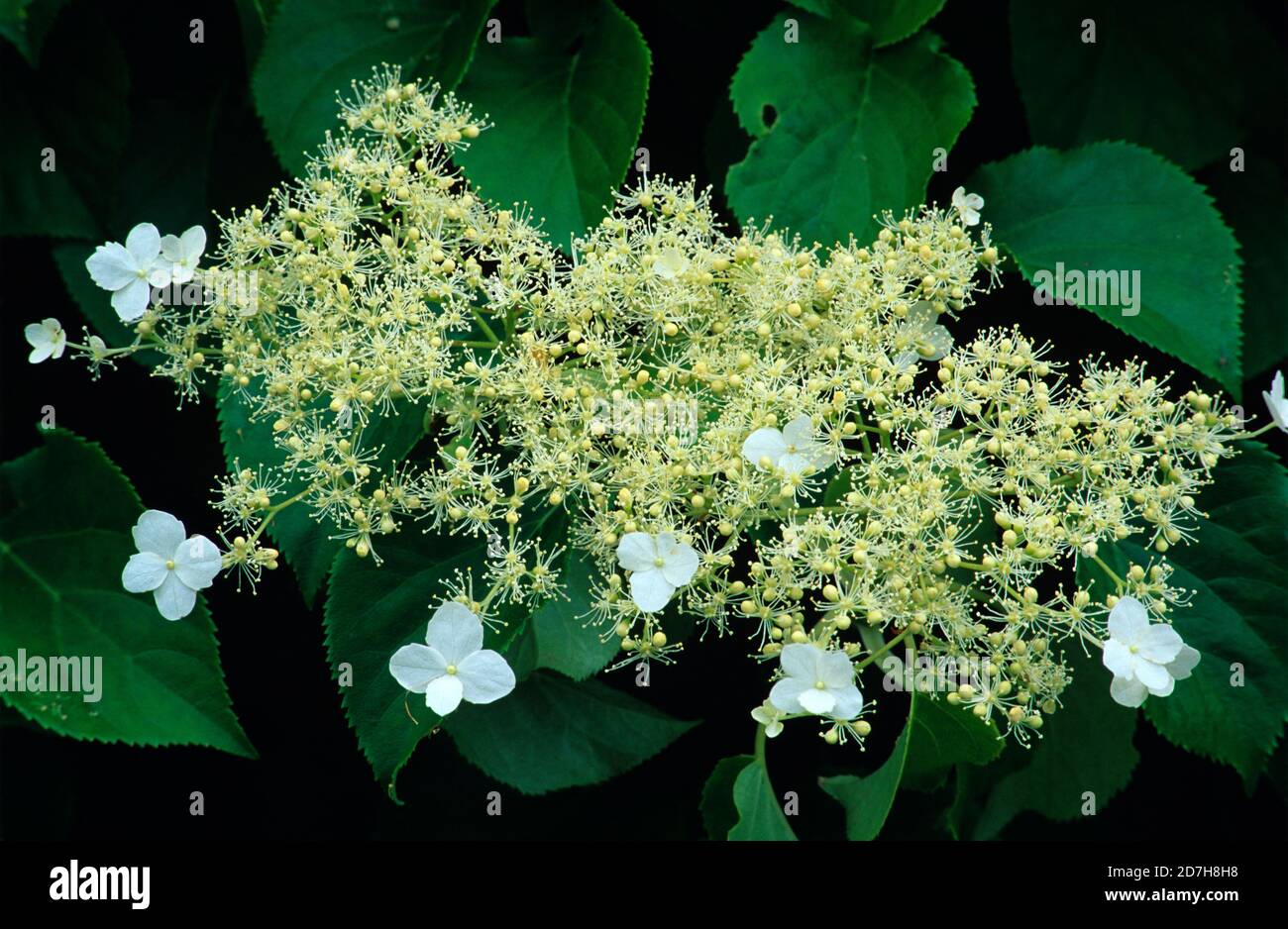 Climbing Hydrangea (Hydrangea petiolaris) flowers Stock Photo