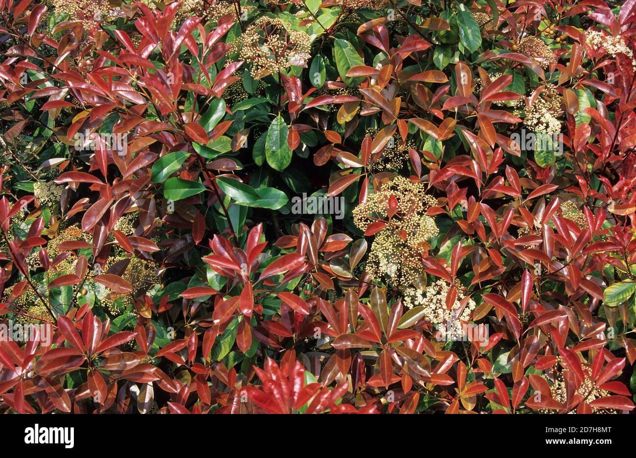 photinia x fraseri red robin