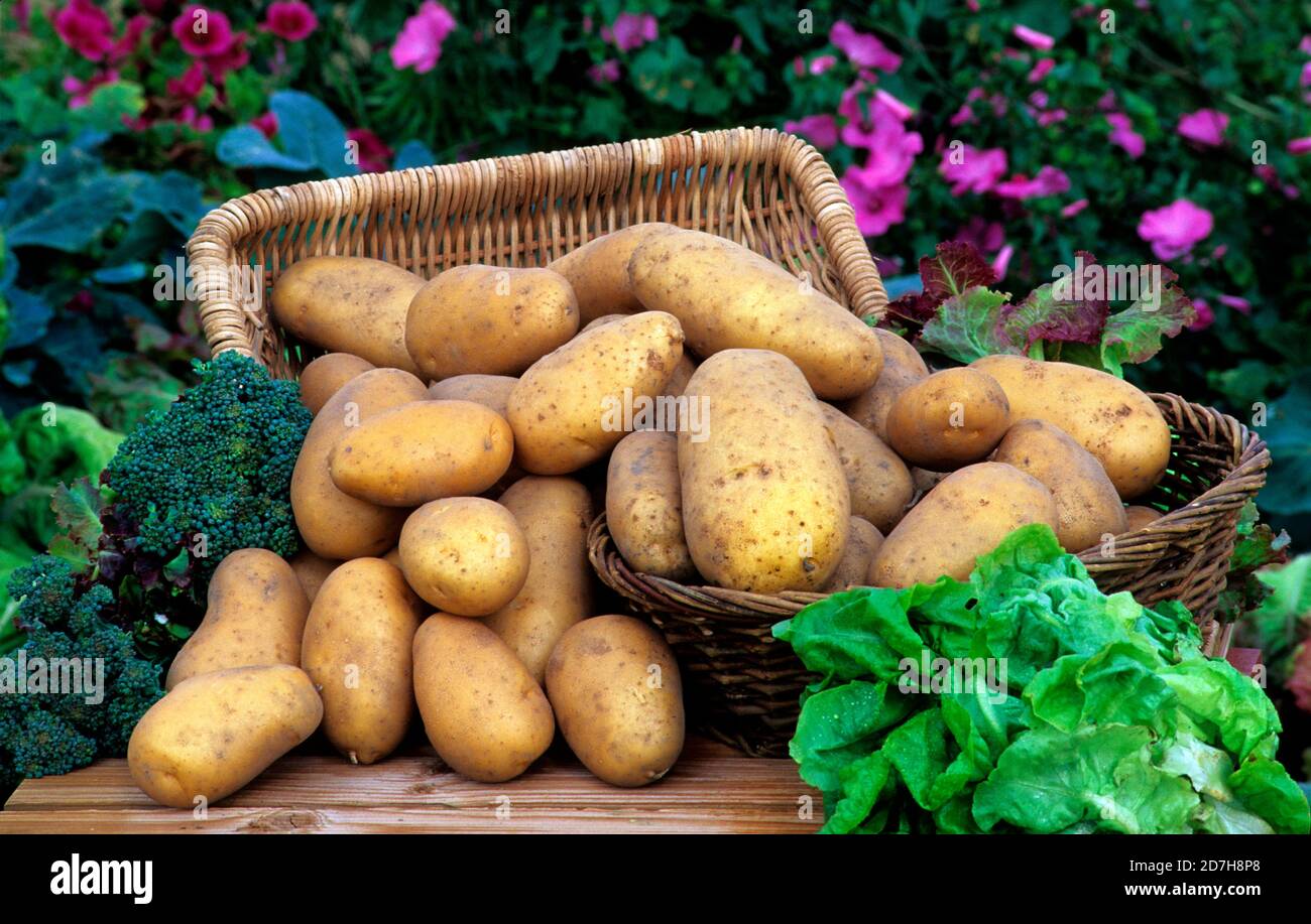 Basket of potato 'Samba' (Solanum tuberosum), vegetable Stock Photo - Alamy