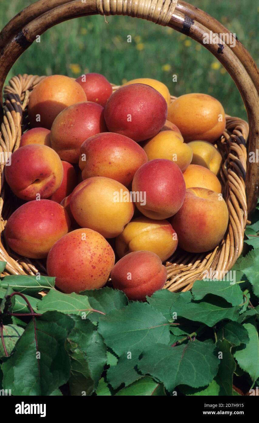 Page 3 Apricot Trees Prunus Armeniaca High Resolution Stock Photography And Images Alamy