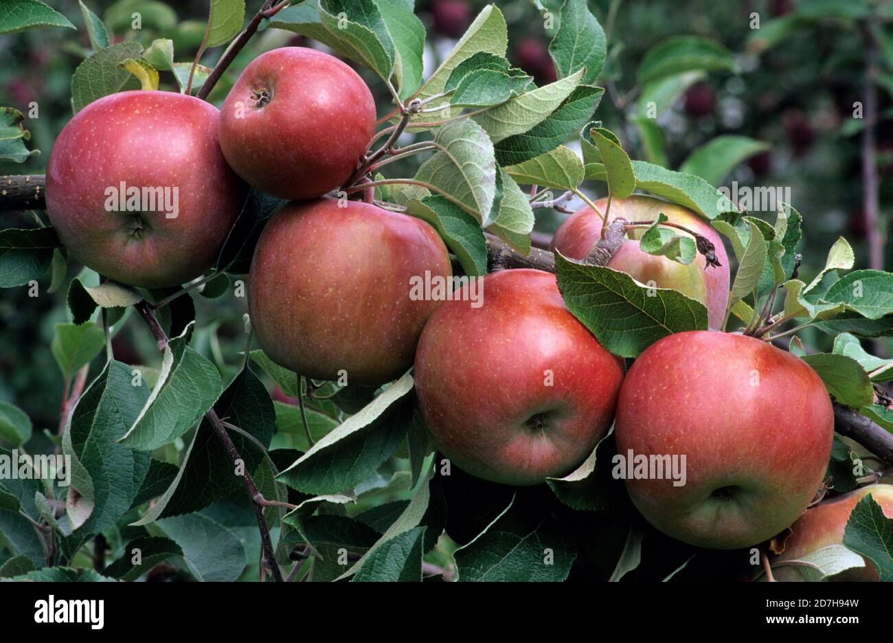 https://c8.alamy.com/comp/2D7H94W/apples-fuji-malus-pumila-fruits-on-the-tree-2D7H94W.jpg