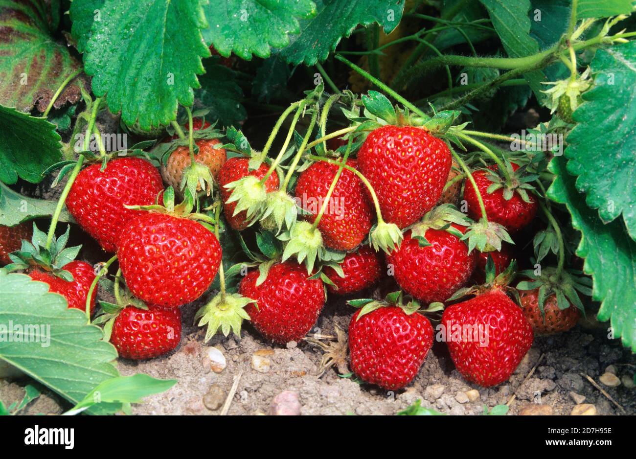 Strawberry 'Senga Sengana' (Fragaria x ananassa) fruits Stock Photo Alamy