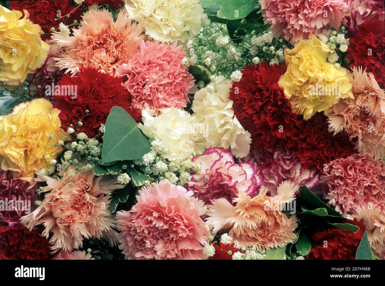 Carnation (Dianthus caryophyllus), in a mix Stock Photo Alamy
