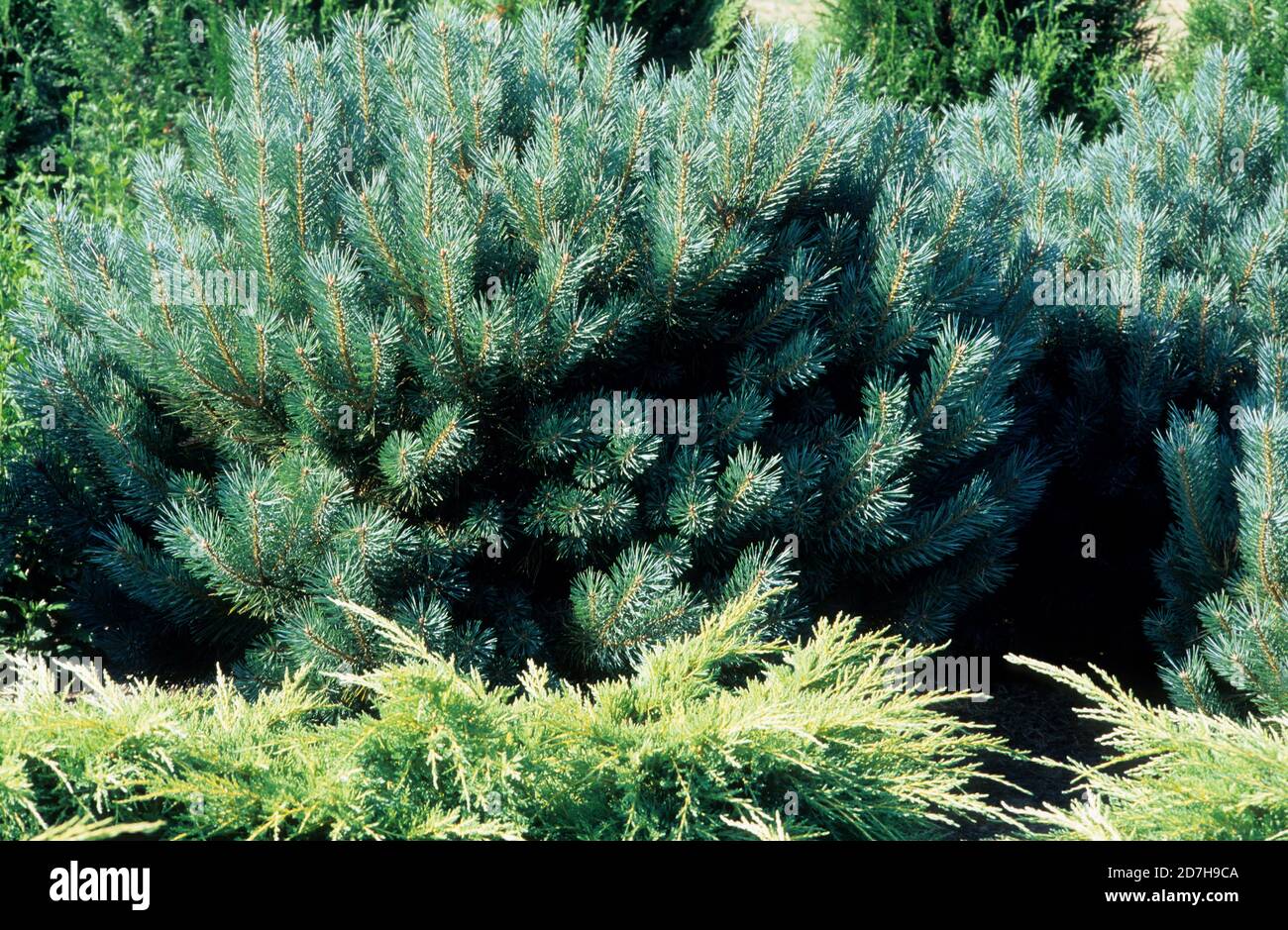 Scotch pine (Pinus sylvestris) 'Watereri', synonym (Pinus sylvestris) 'Nana'. Stock Photo
