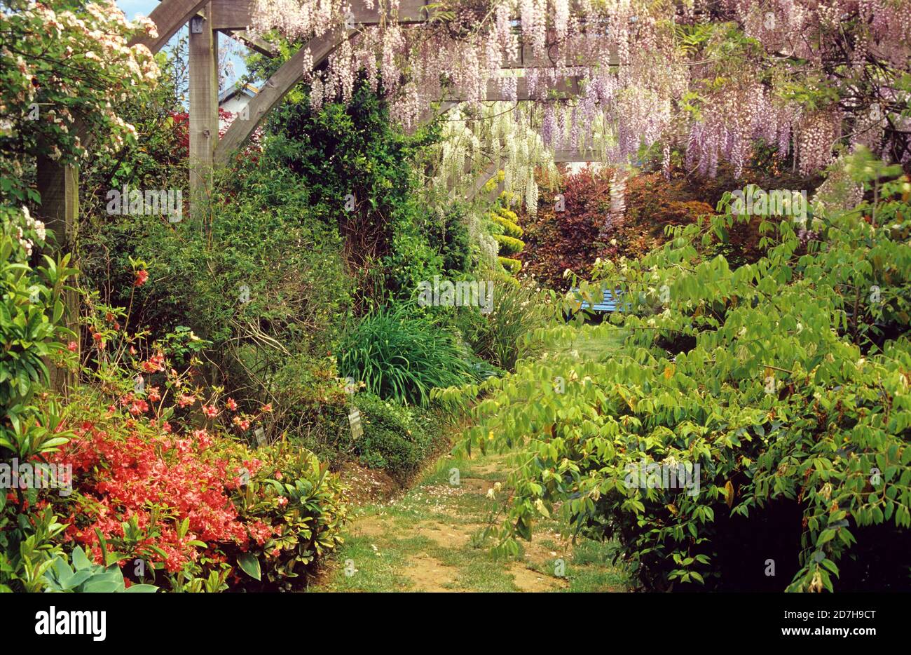 Damaged lawn walkway and climbing plant on pergola Glycine (Wisteria sp) in  spring Stock Photo - Alamy
