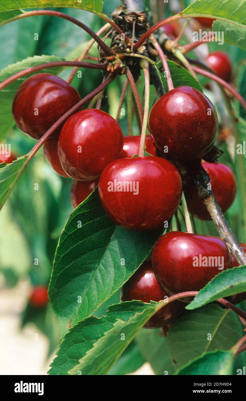 Cherry bigarreau 'Van' (Prunus avium) fruits Stock Photo - Alamy