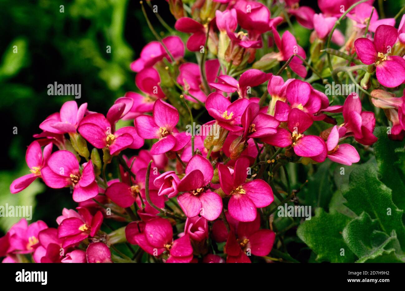 White Rock Cress (Arabis caucasica) 'Auréa', flowers Stock Photo Alamy
