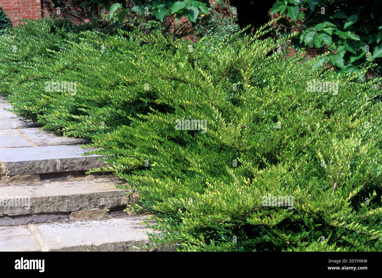 Box-leaved Honeysuckle (Lonicera pileata) at the edge of a stone staircase Stock Photo