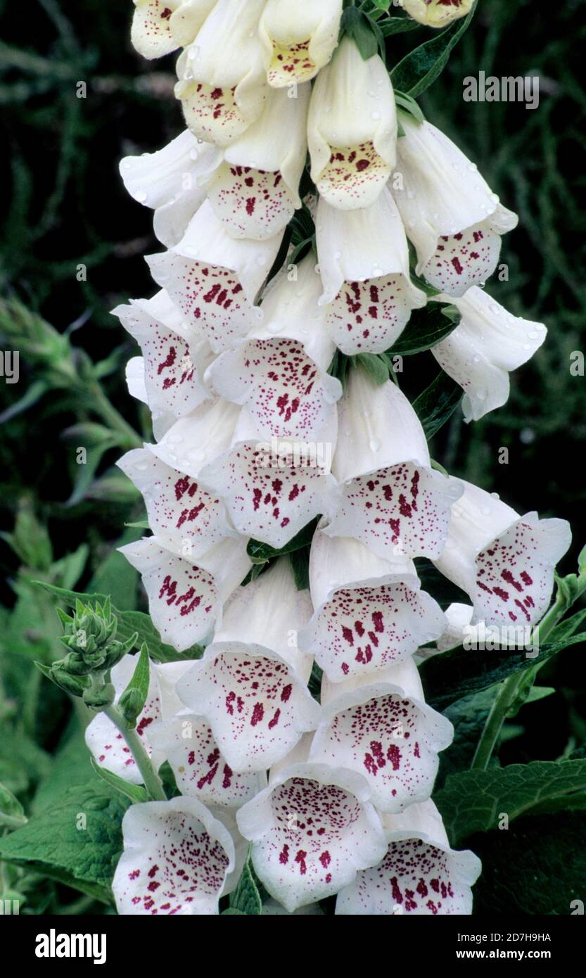 Foxglove (Digitalis purpurea) 'Camelot White' Stock Photo Alamy