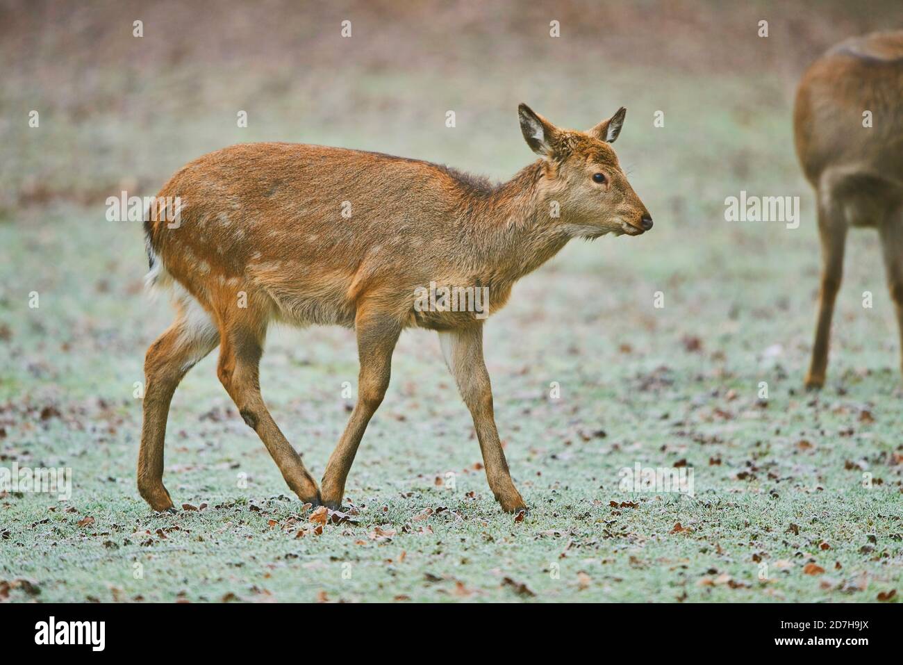 Sika deer, Tame sika deer, Tame deer (Cervus nippon), juvenile Tame deer walking on frozen ground, side view, Germany Stock Photo