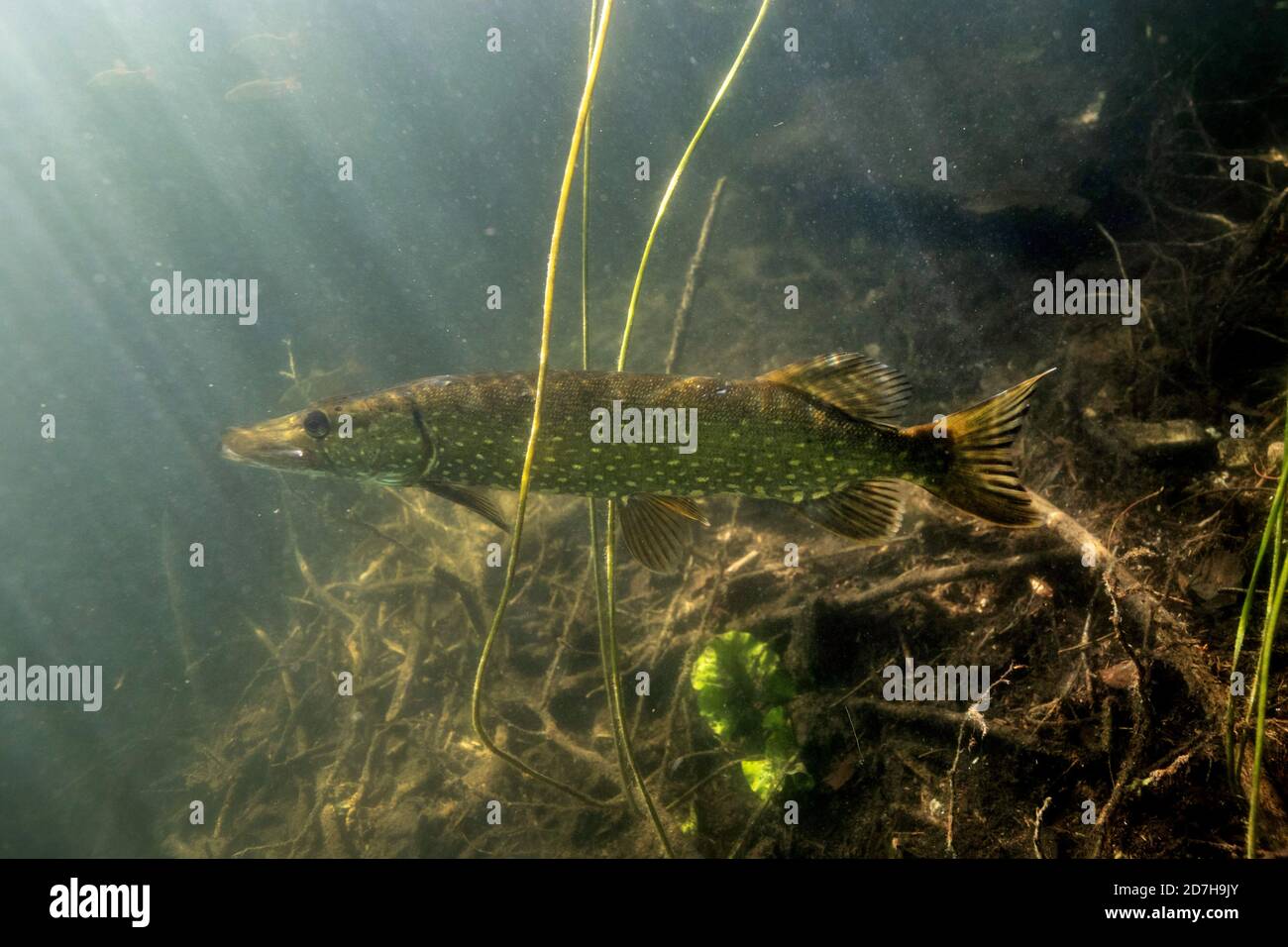 pike, northern pike (Esox lucius), lurking for prey fish in back light, side view, Germany, Bavaria Stock Photo