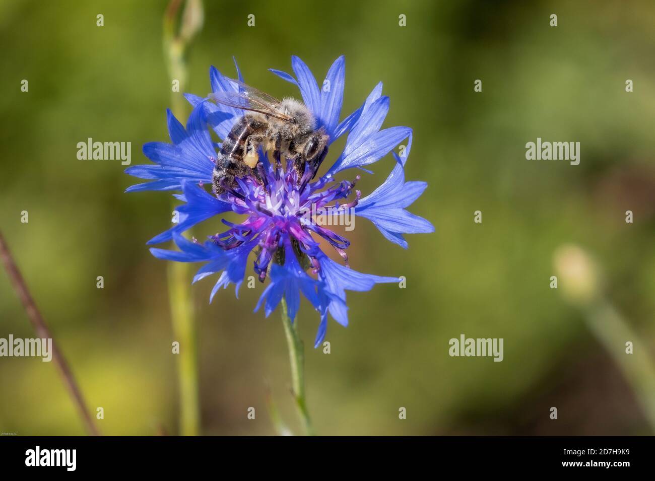 honey bee, hive bee (Apis mellifera mellifera), collects pollen on a cornflower, Germany, Bavaria Stock Photo