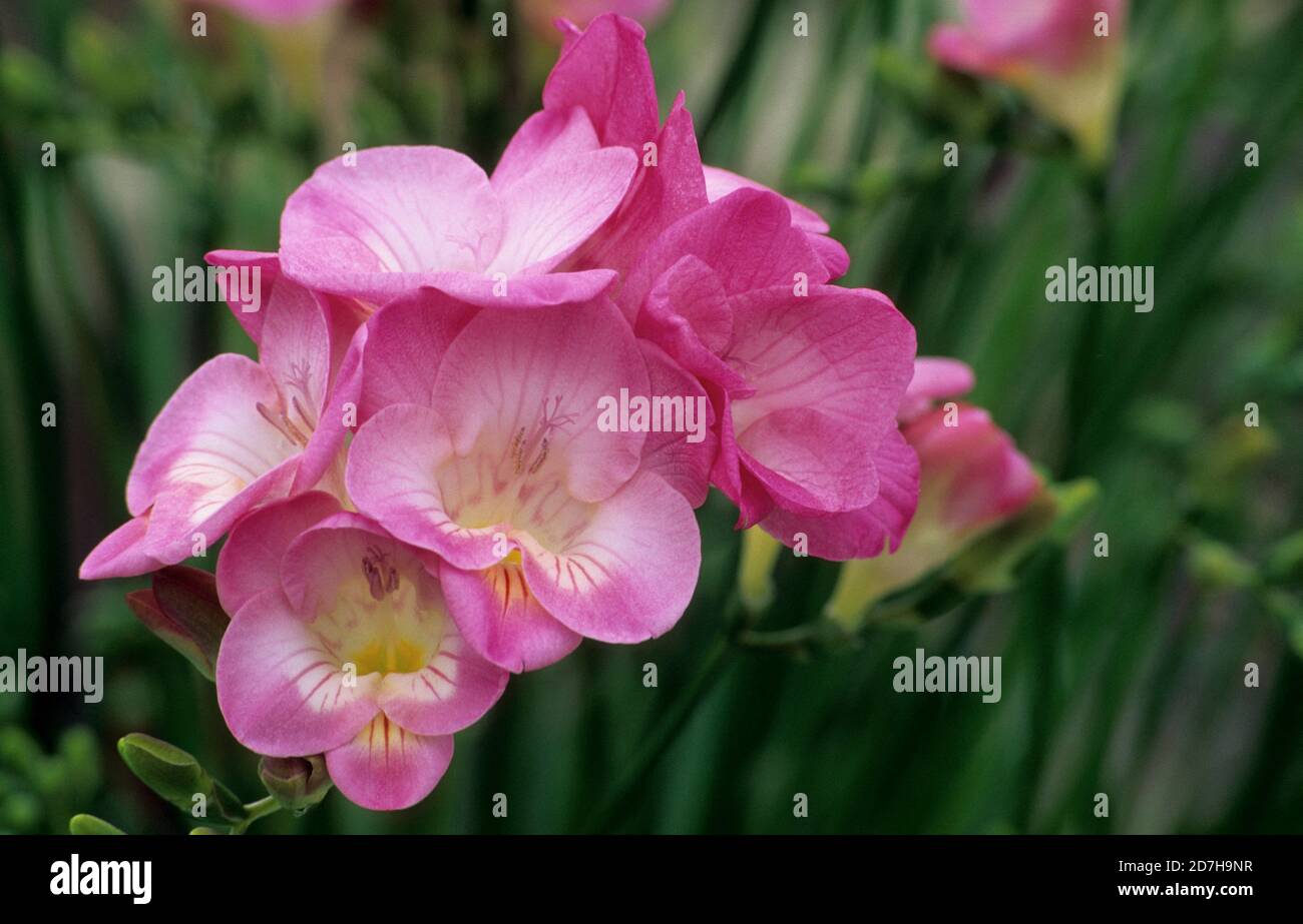 Freesia (Freesia x hybrida Stock Photo Alamy