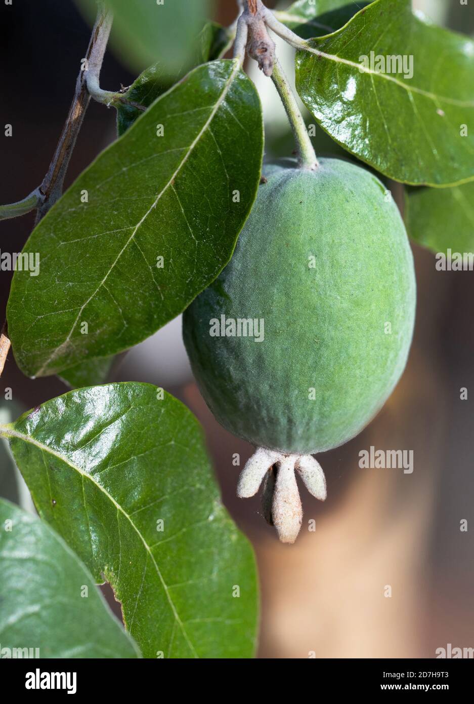 pineapple guava (Acca sellowiana), fruit Stock Photo Alamy