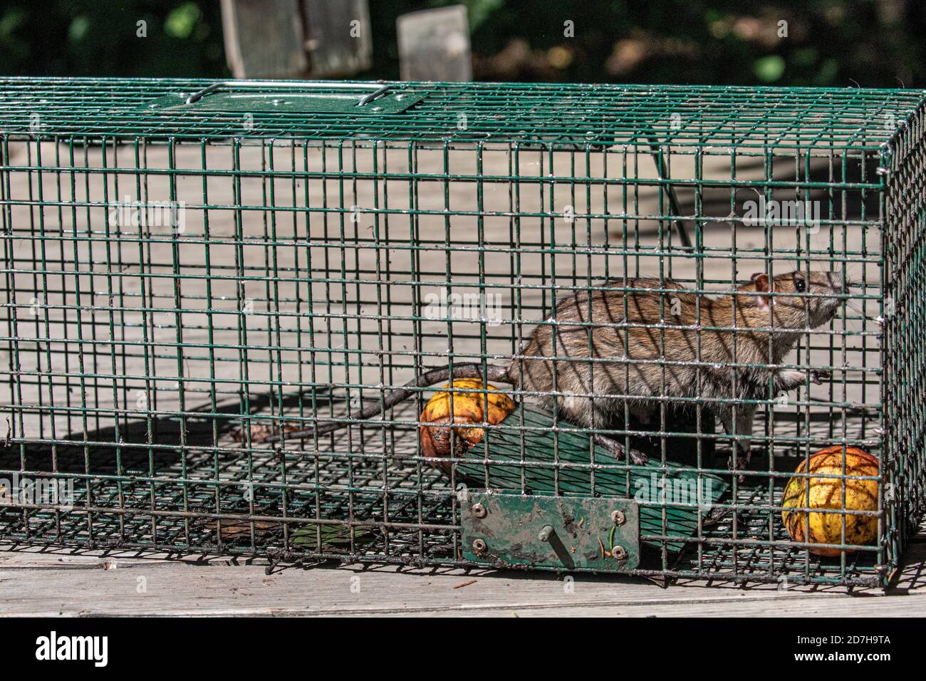Brown rat, Common brown rat, Norway rat, Common rat (Rattus norvegicus), caught in a live trap, Germany, Bavaria Stock Photo