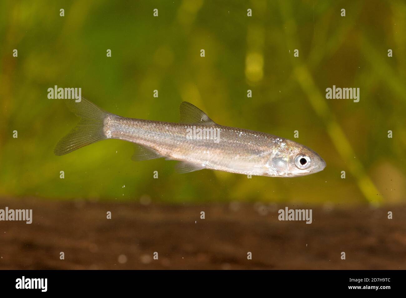 nase (Chondrostoma nasus), with not fully developed mouth, Germany Stock Photo