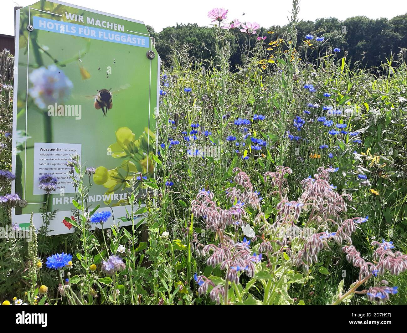 image campaign of a farmer, advertisement for planting nectar plants for insects, Germany Stock Photo