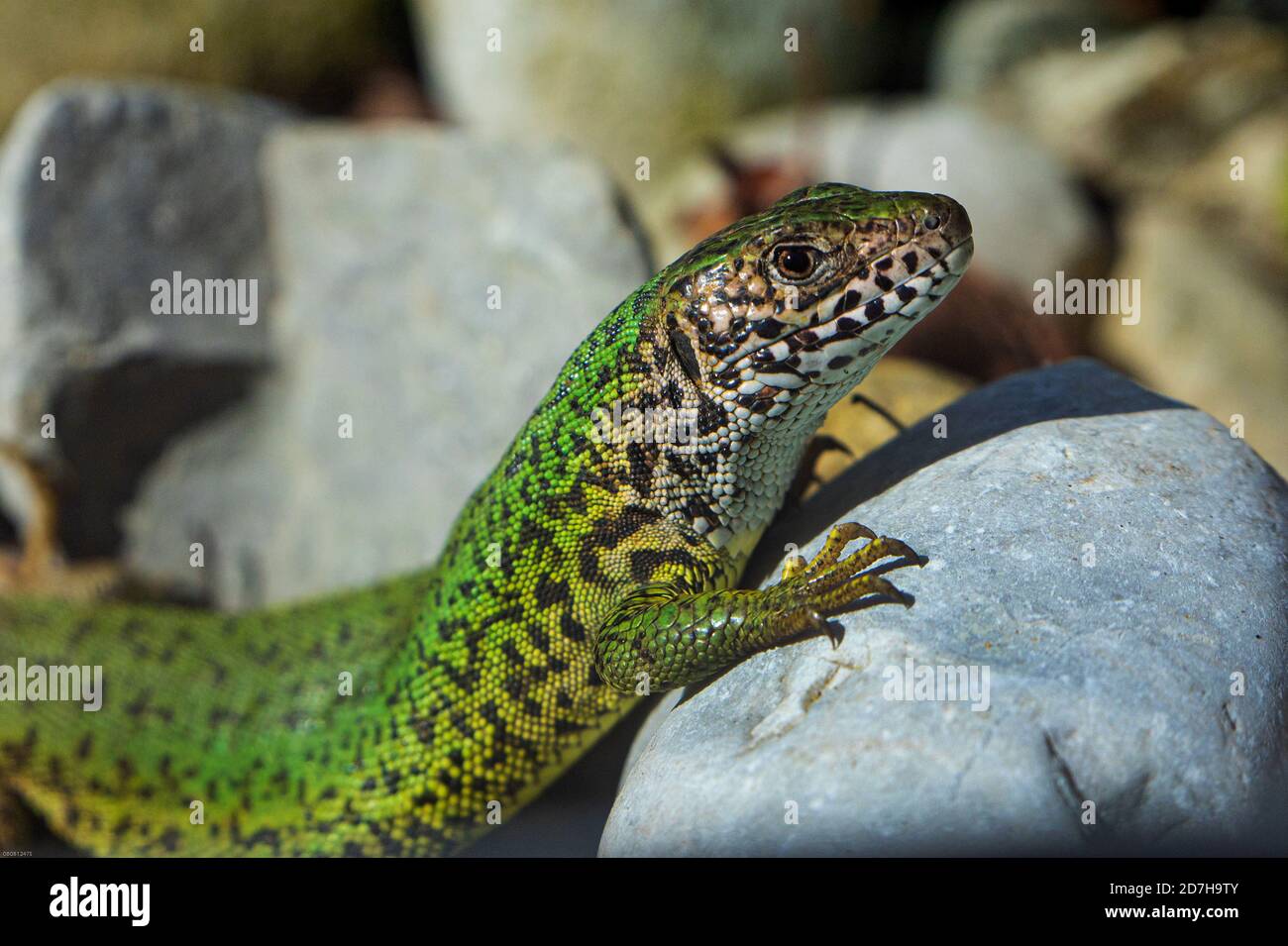 Eastern Green Lizard, European green lizard, Emerald lizard (Lacerta viridis, Lacerta viridis viridis), on a stone, side view, Germany Stock Photo