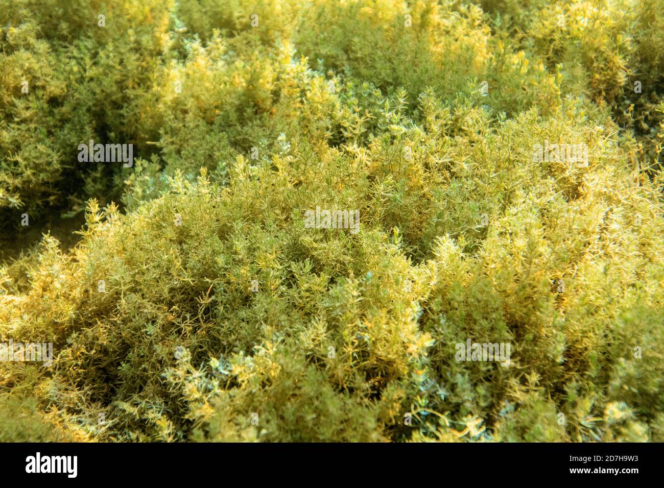 stonewort (Characeae), on lake ground, Germany, Bavaria, Lake Chiemsee Stock Photo