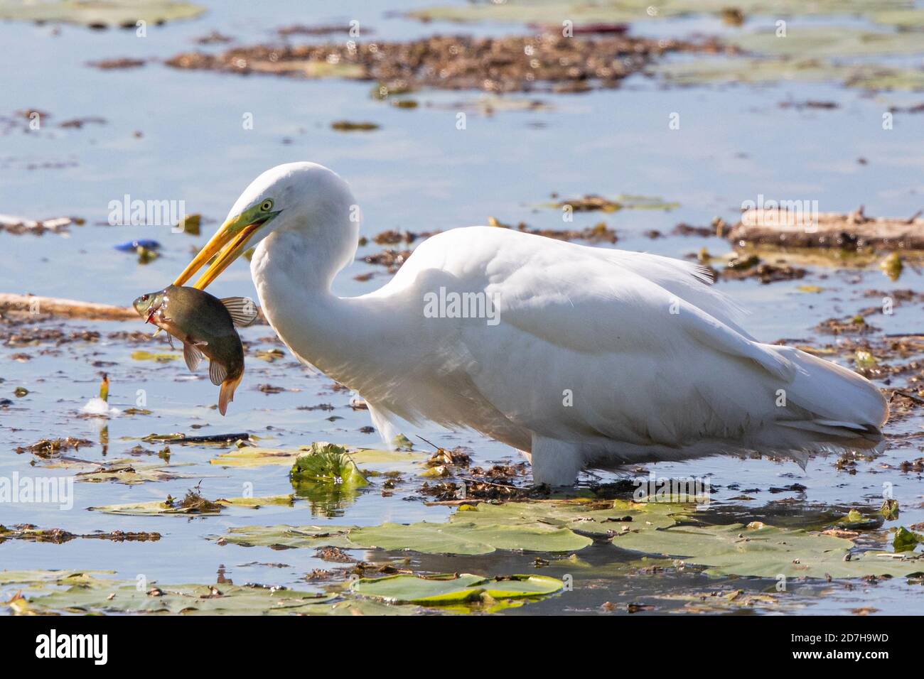 great egret, Great White Egret (Egretta alba, Casmerodius albus, Ardea alba), with caught tench, Germany, Bavaria Stock Photo