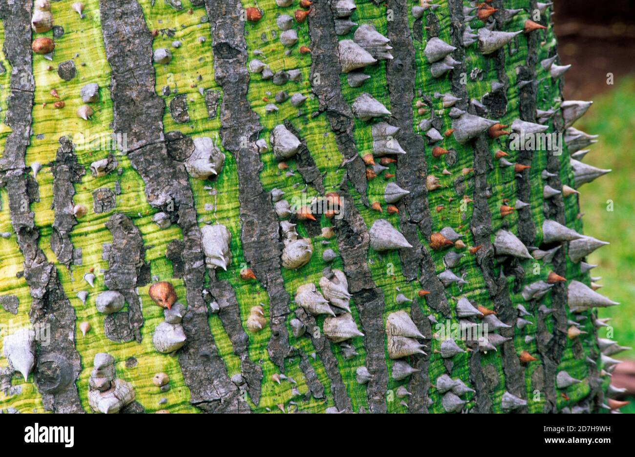 Floss Silk Tree Chorisia Speciosa Spiny Bark Stock Photo Alamy Floss Silk Tree Chorisia Speciosa Spiny Bark Stock Photo Alamy
