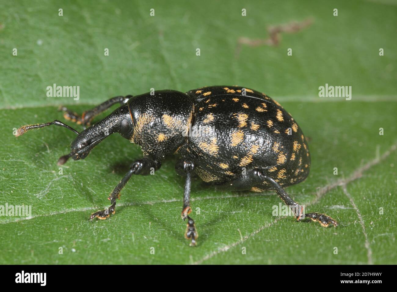 snoot weevil (Liparus glabrirostris), sits on a leaf, Germany Stock Photo