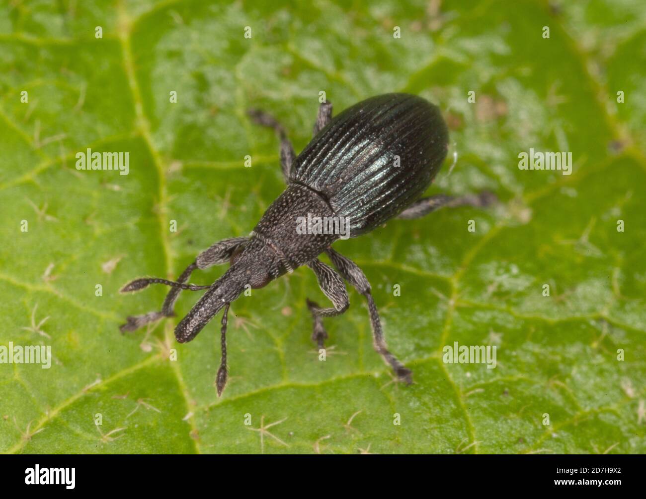 berry blossom weevil, strawberry blossom weevil (Anthonomus rubi), sits