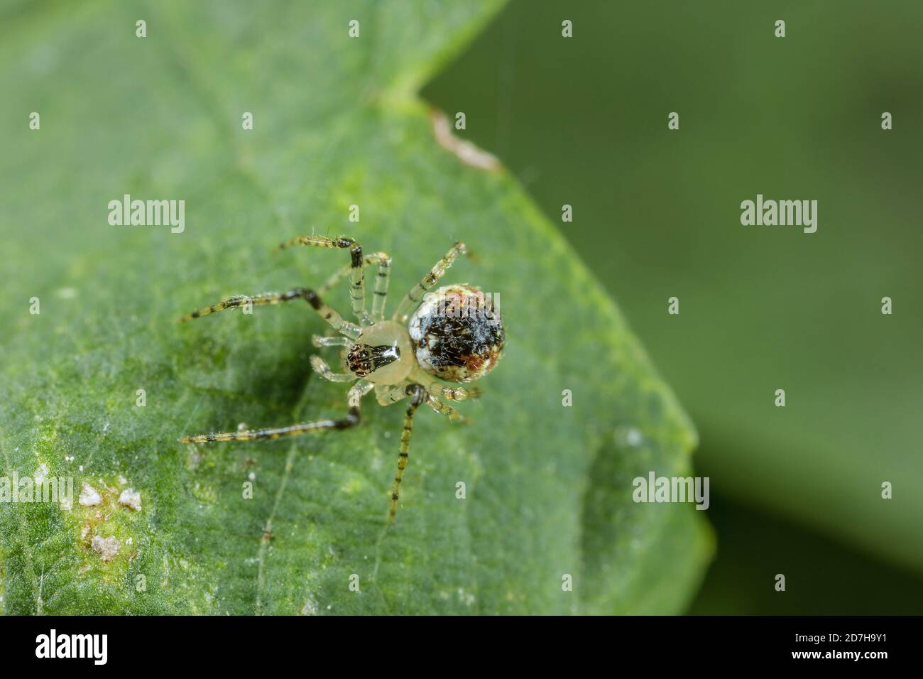 tangle web spider (Platnickina tincta), sits on a leaf, Germany Stock Photo