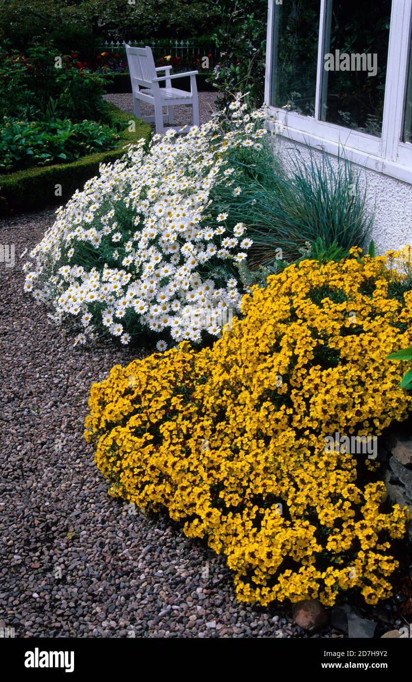 Flower bed with Mountain Dog-daisy (Anthemis cretica) and Tufted Wallflower (Erysimum rhaeticum) Stock Photo